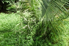 Bactris major